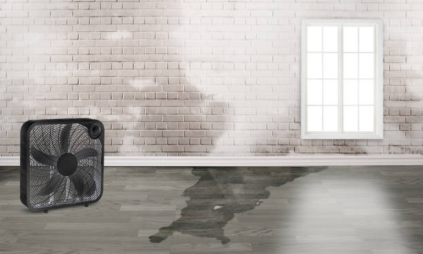 Best Mold removal after water damage  in Pecos, TX